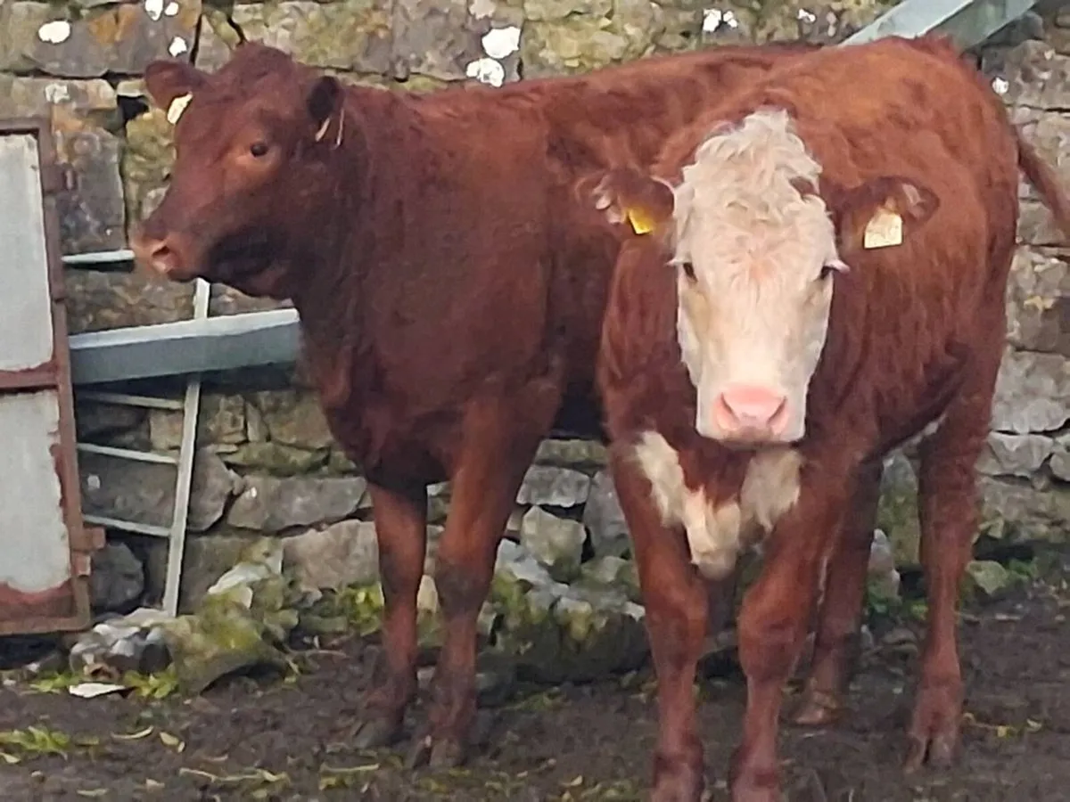 2 Suckler Bred Weanling Heifers - Image 4