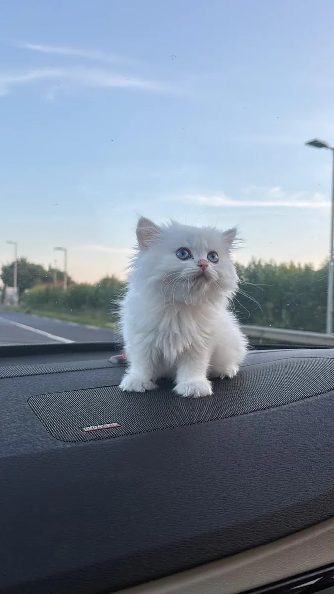 British Longhair Kitten - Image 1