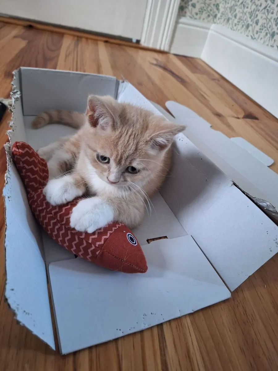 British Shorthair / Scottish fold kitten - Image 2