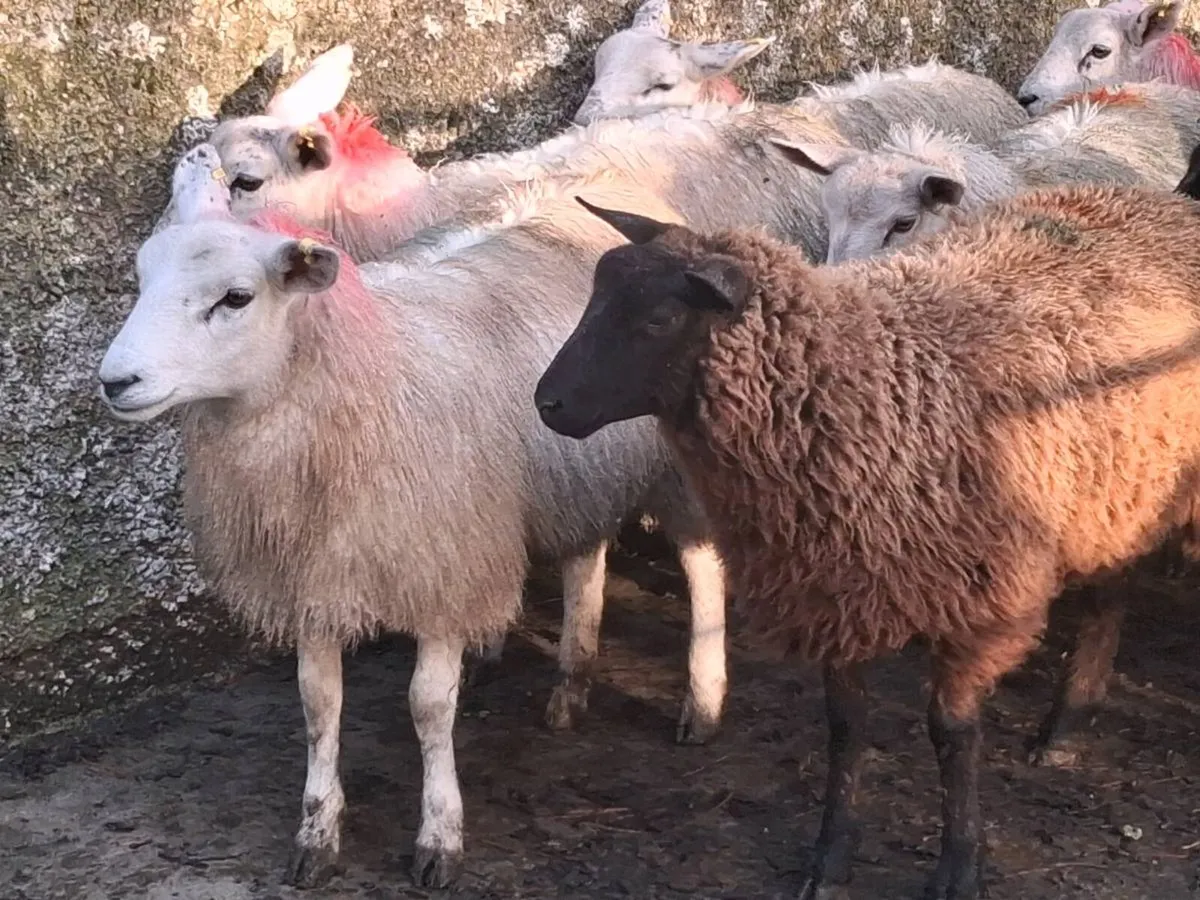 20 Ewe Lambs - Image 3