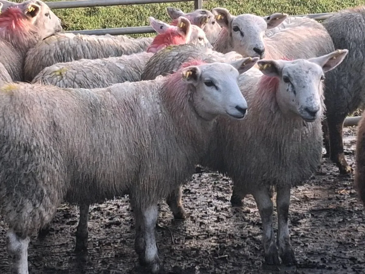 20 Ewe Lambs - Image 4
