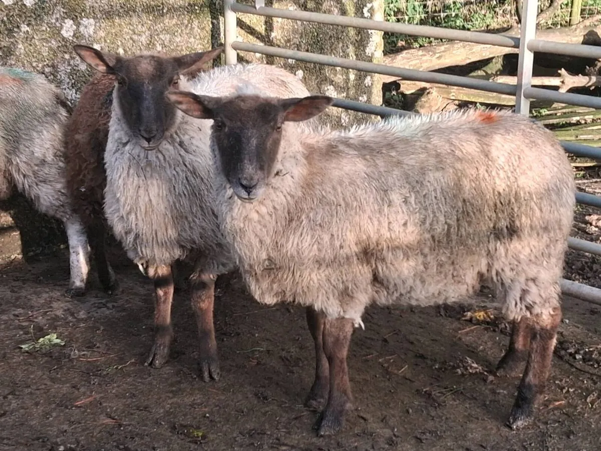 20 Ewe Lambs - Image 2