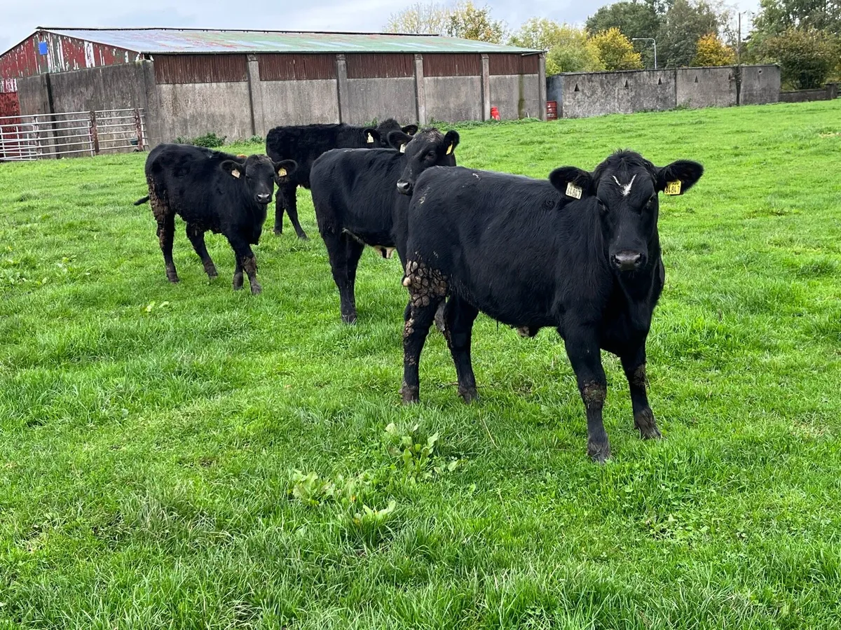 Smashing AA Heifer Weanlings - Image 2