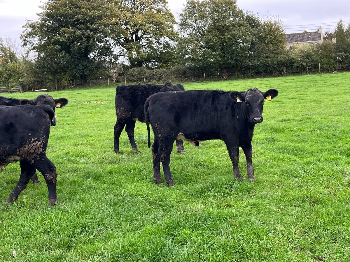 Smashing AA Heifer Weanlings - Image 3