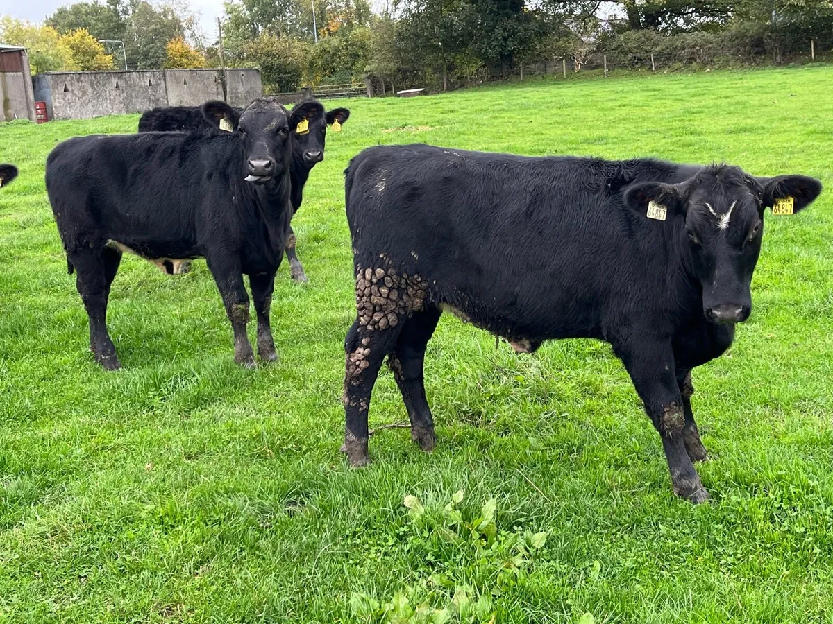 Smashing AA Heifer Weanlings - Image 4