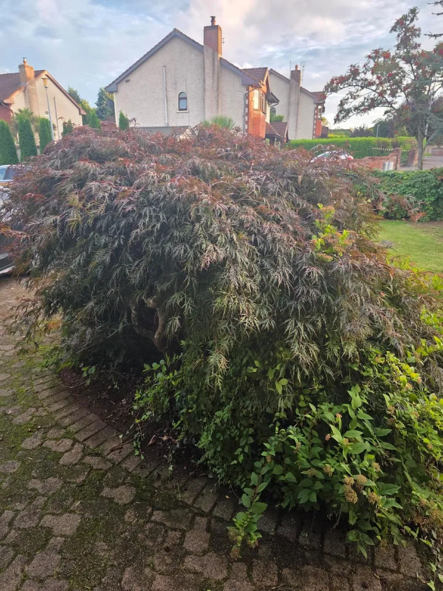 Garden plants - Image 2