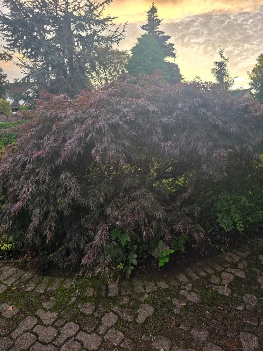 Garden plants - Image 3