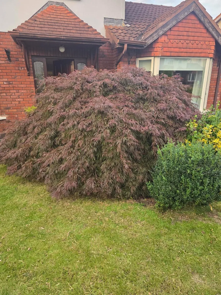 Garden plants - Image 4