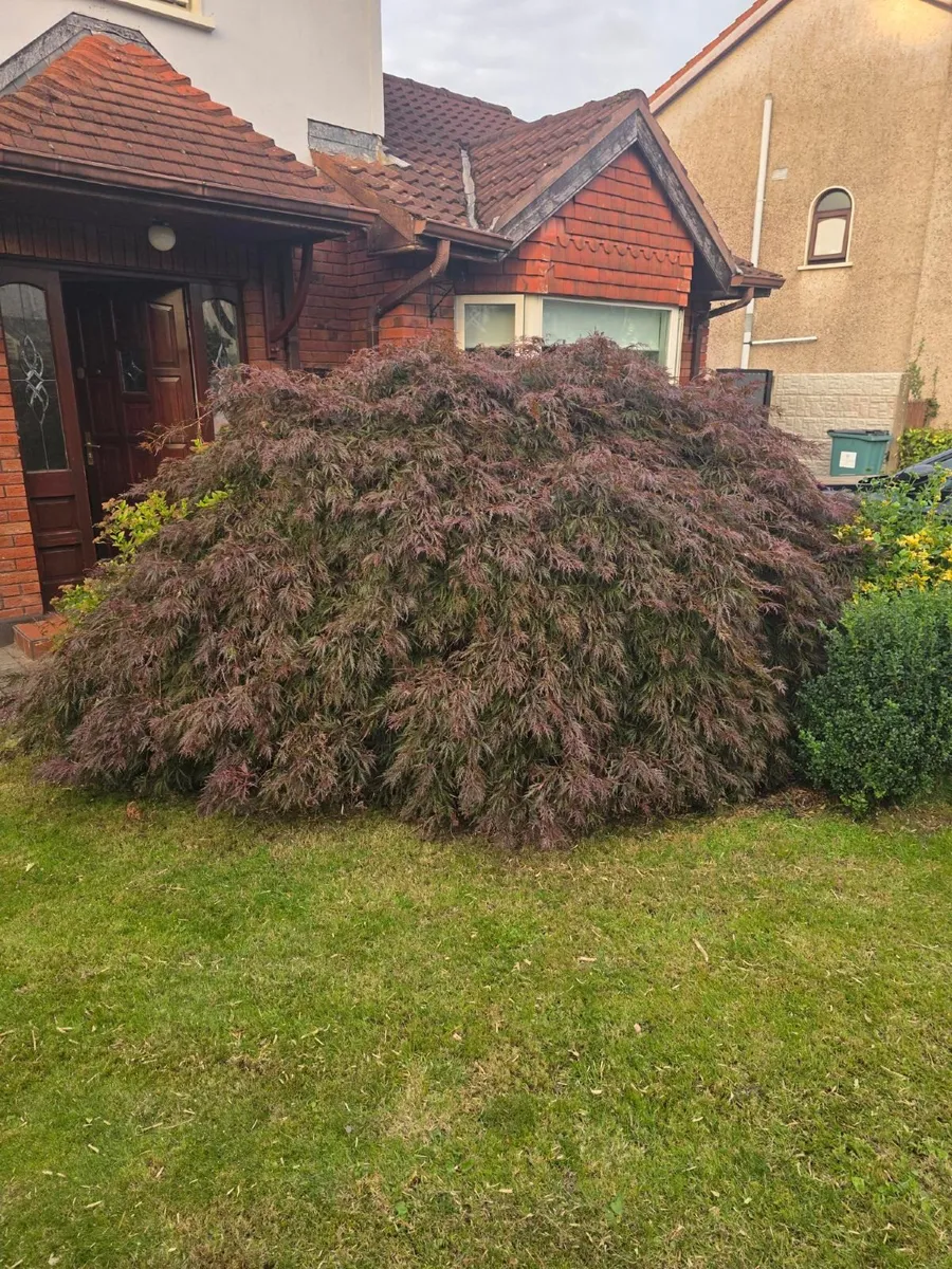 Garden plants - Image 1