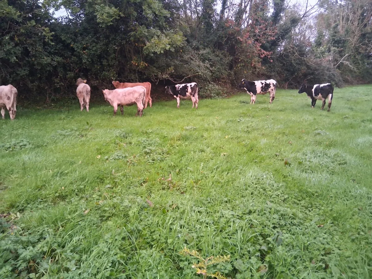 Coloured heifer weanlings - Image 1