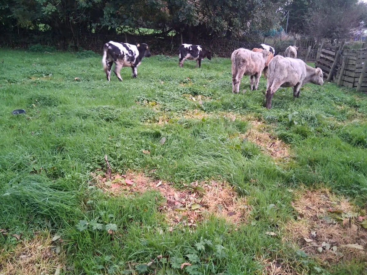 Coloured heifer weanlings - Image 2