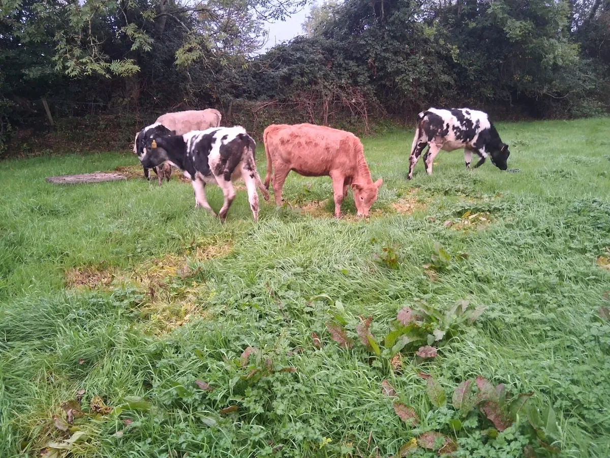 Coloured heifer weanlings - Image 3