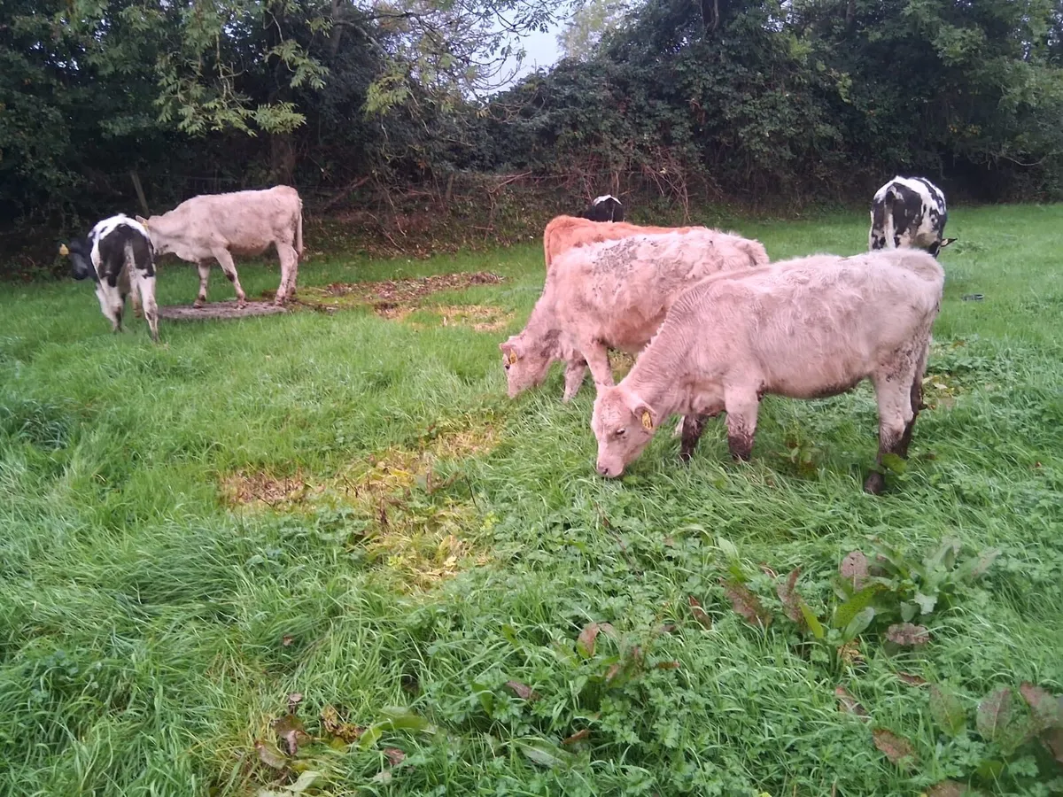 Coloured heifer weanlings - Image 4
