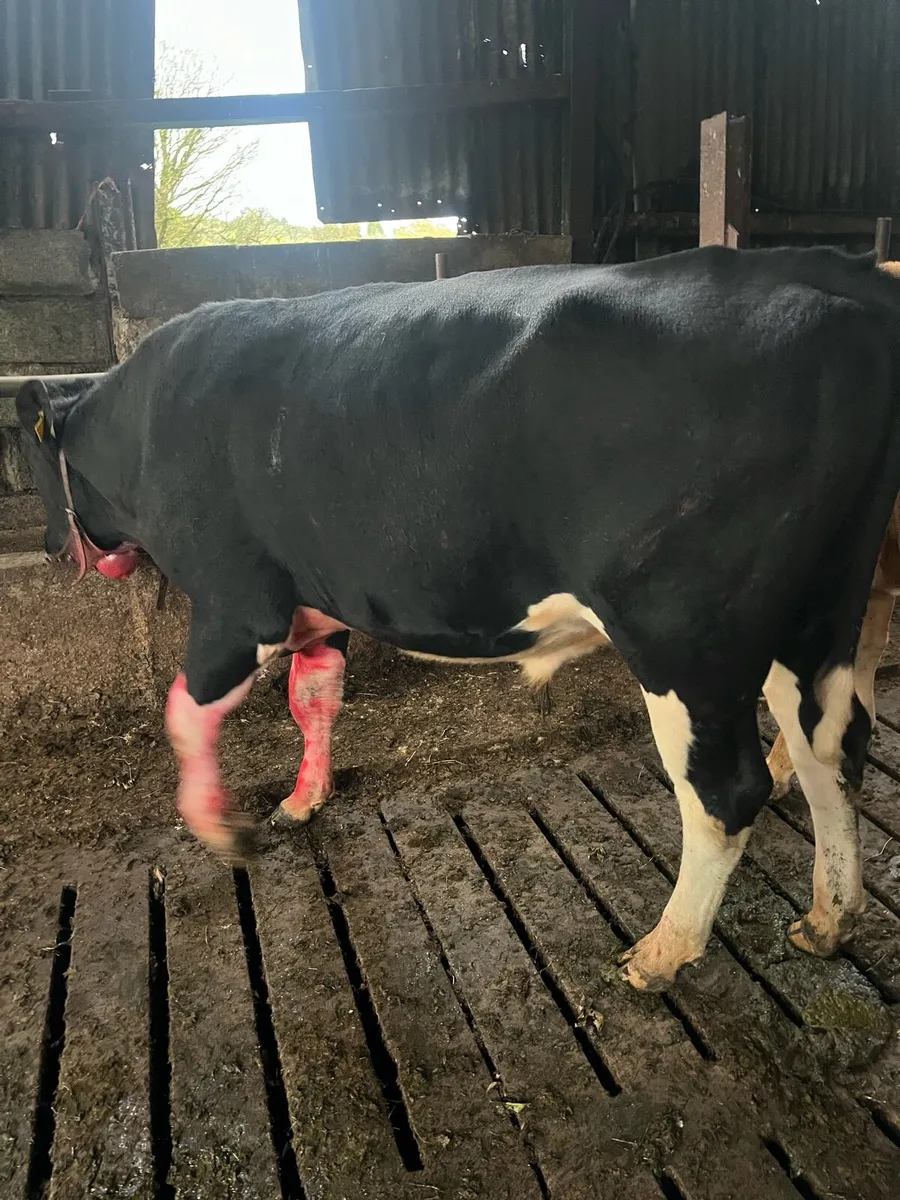 Teaser bull - Image 1
