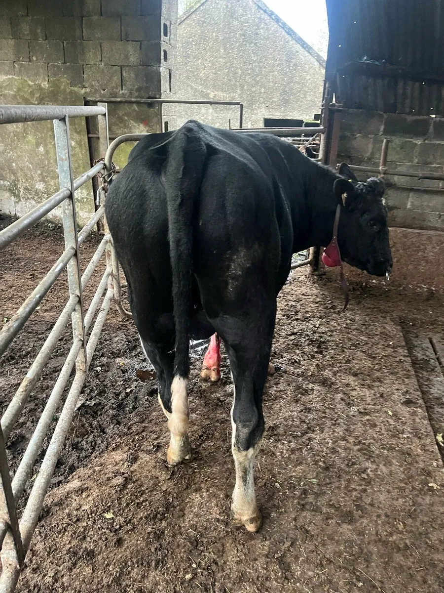 Teaser bull - Image 2