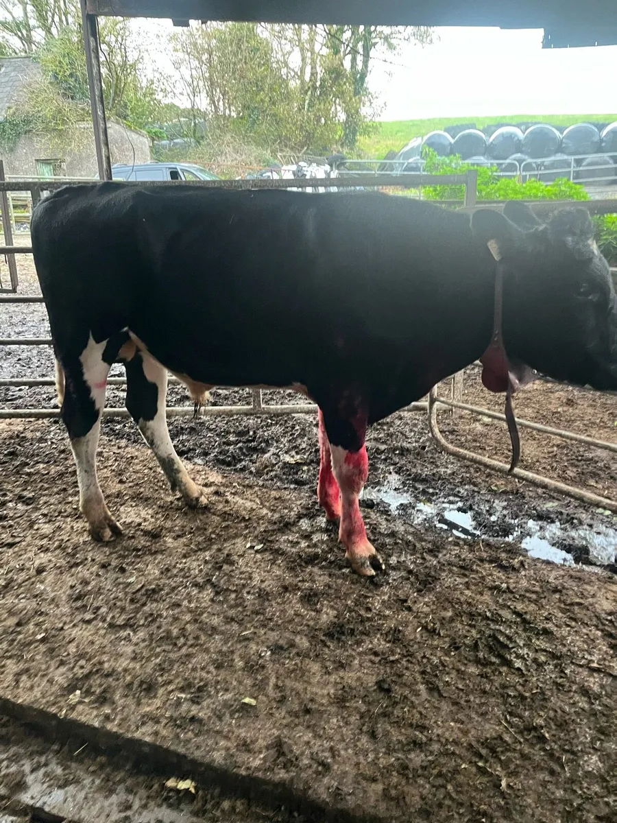 Teaser bull - Image 3