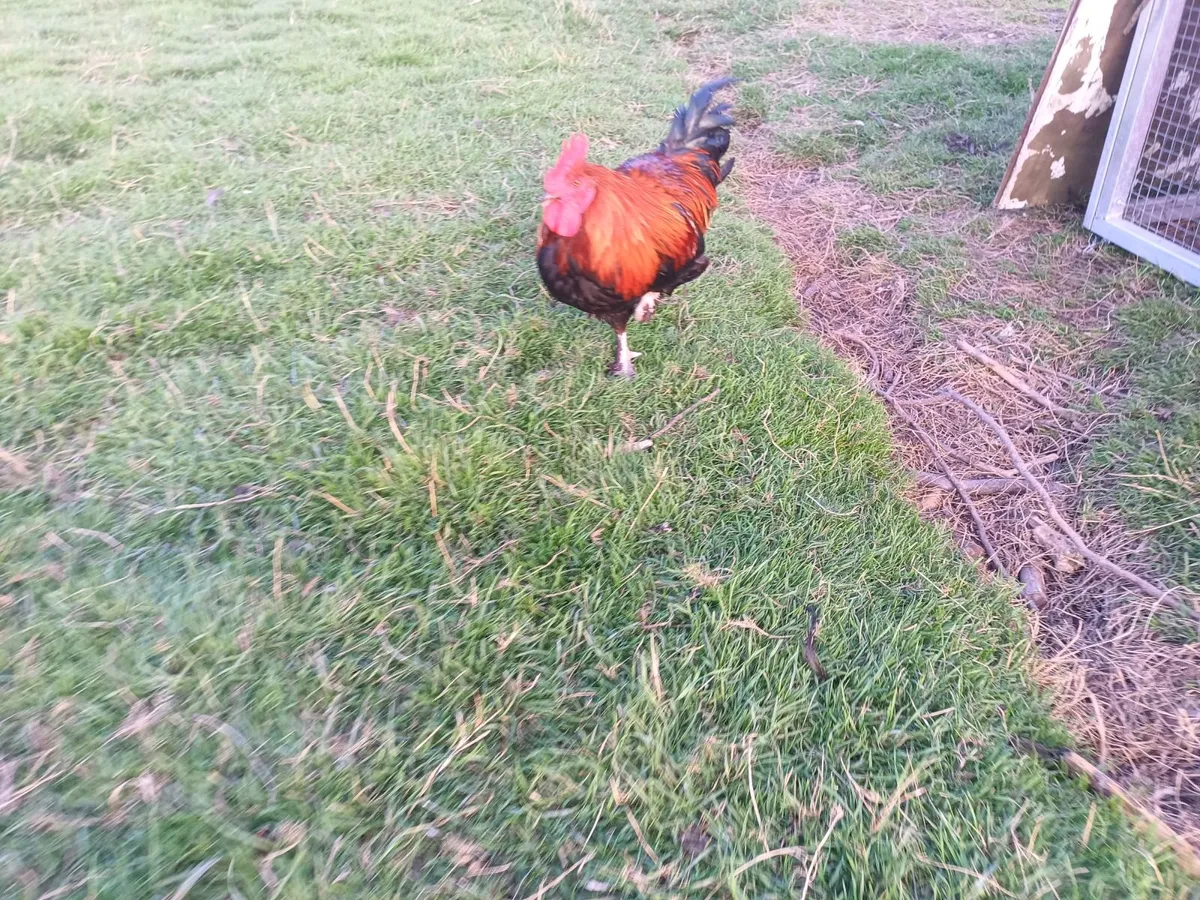 French black copper maran rooster - Image 1