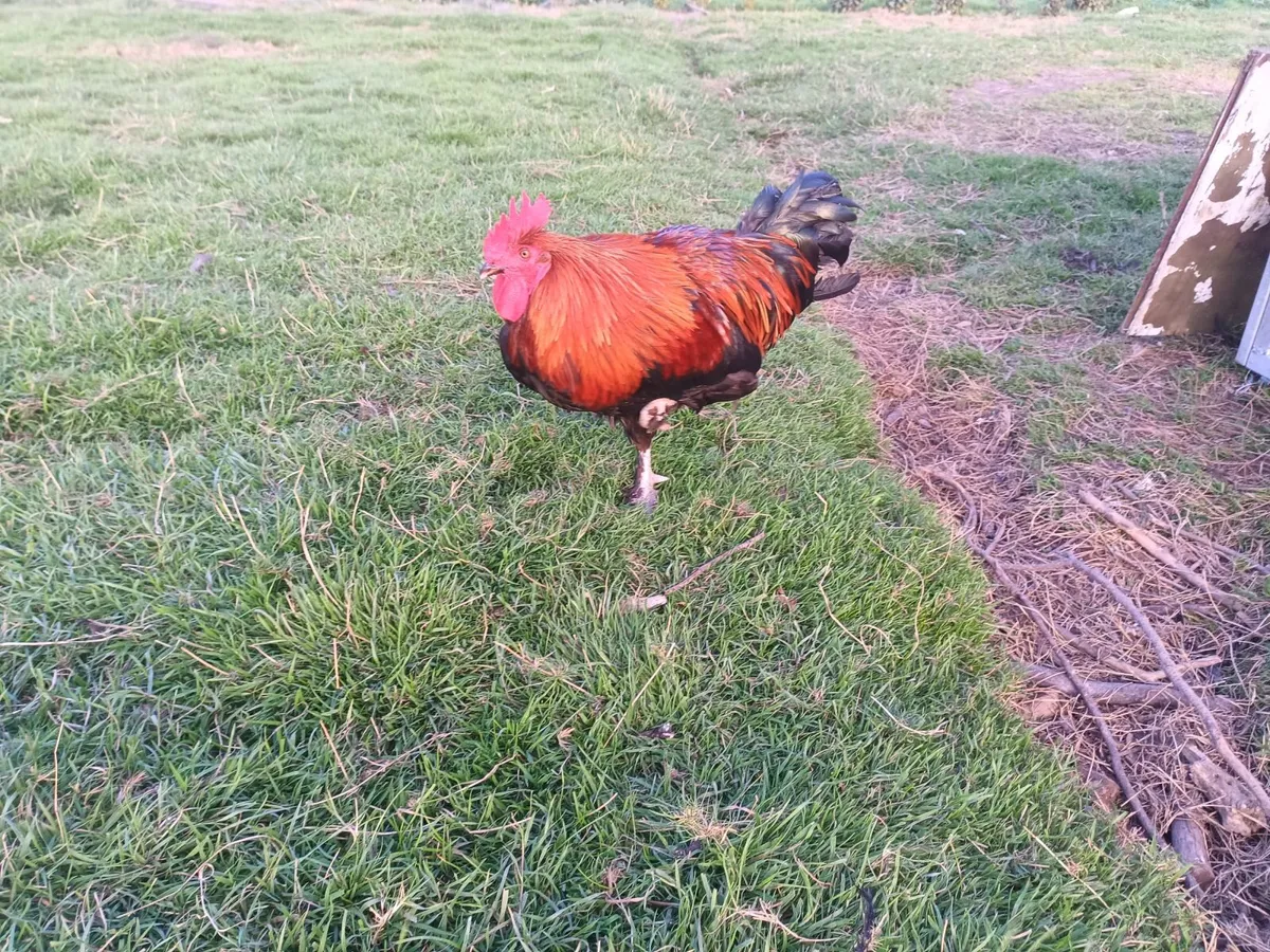 French black copper maran rooster - Image 2