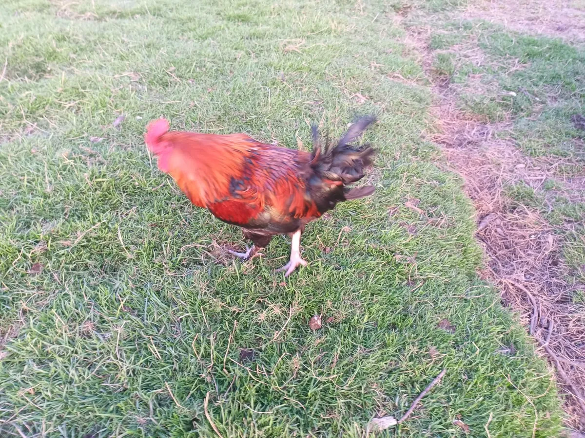 French black copper maran rooster - Image 4