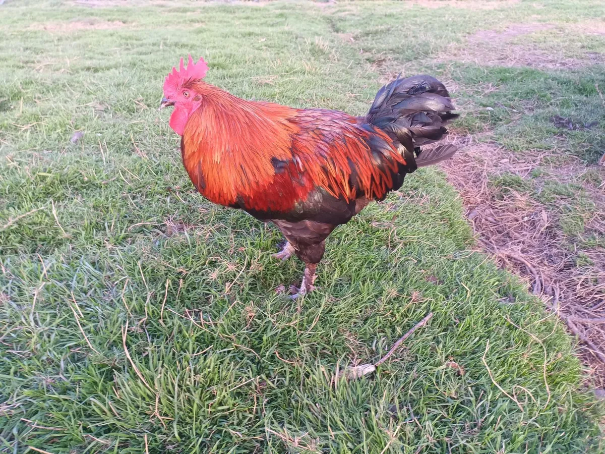French black copper maran rooster - Image 3