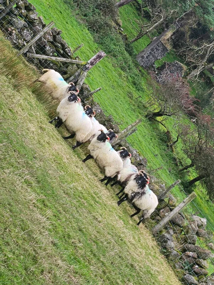9 mayo/lanark hoggets - Image 2
