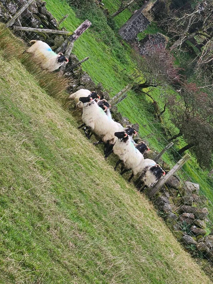 9 mayo/lanark hoggets - Image 3