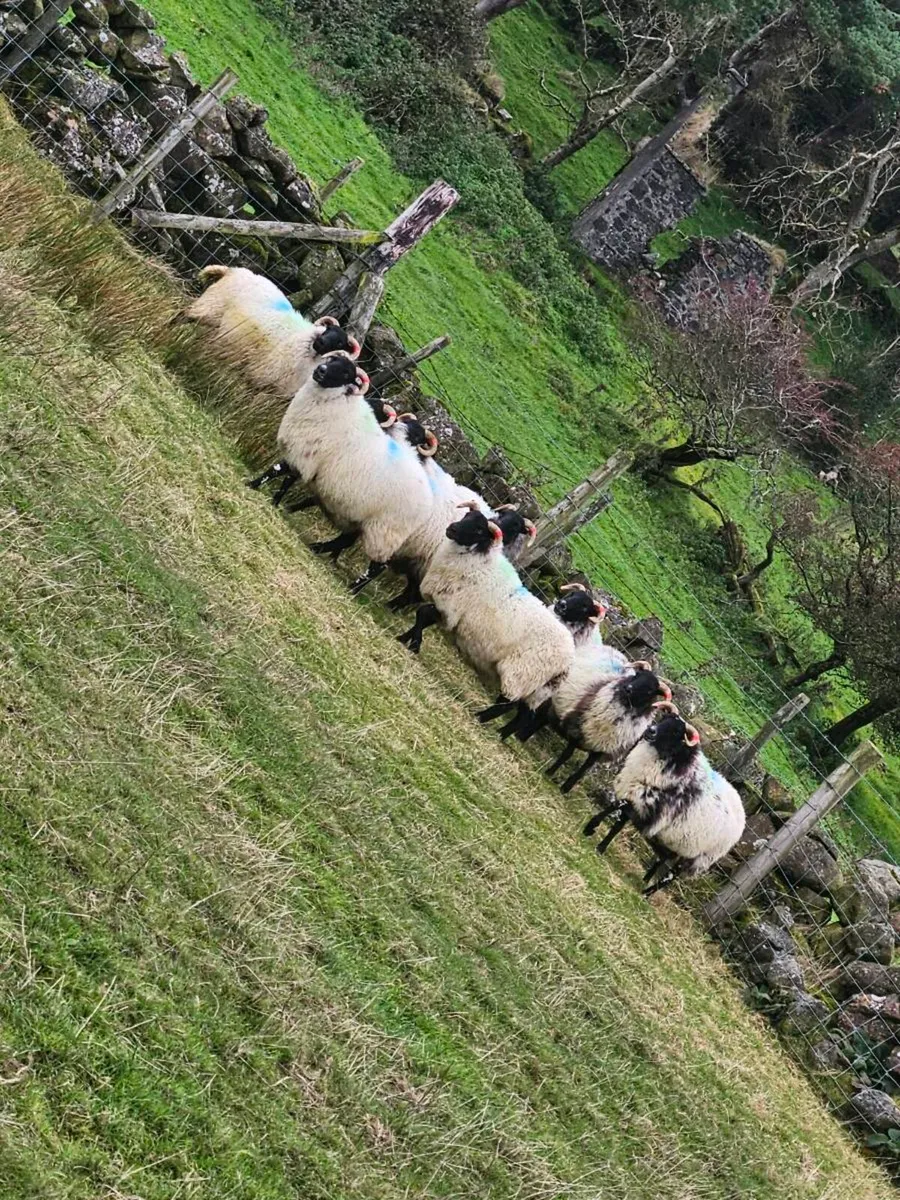 9 mayo/lanark hoggets - Image 1
