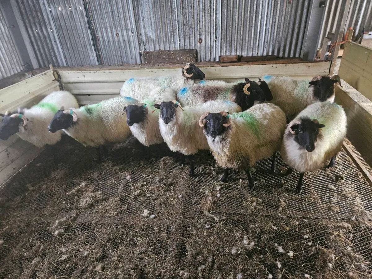 Mayo hoggets - Image 1