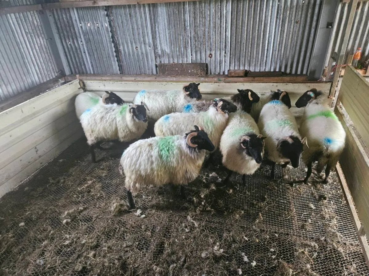 Mayo hoggets - Image 2