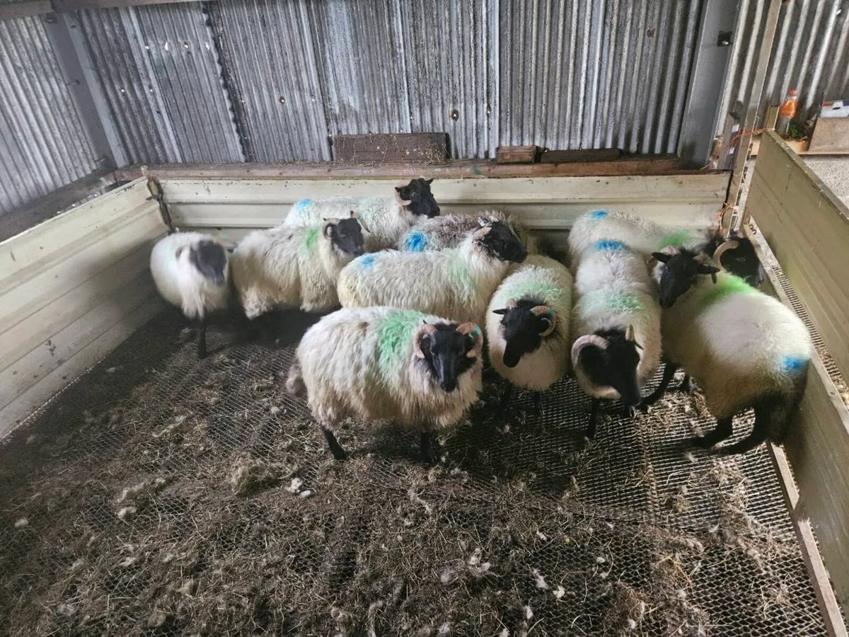 Mayo hoggets - Image 3