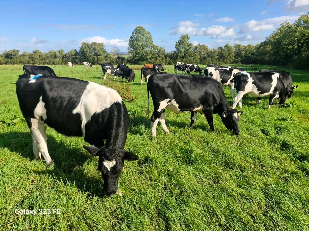 10 High EBI In Calf Heifers - Image 4