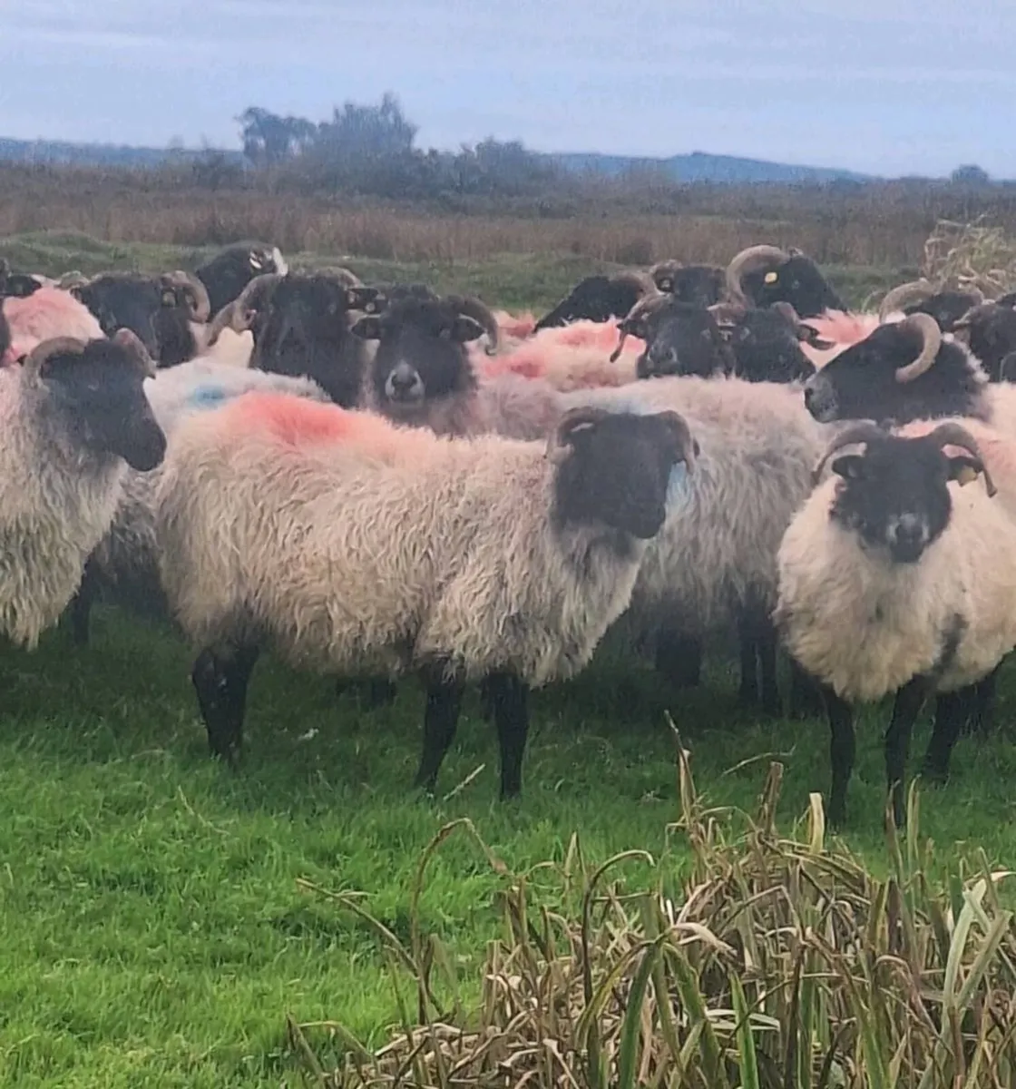 Fresh Full Mouth Horned Ewes - Image 2
