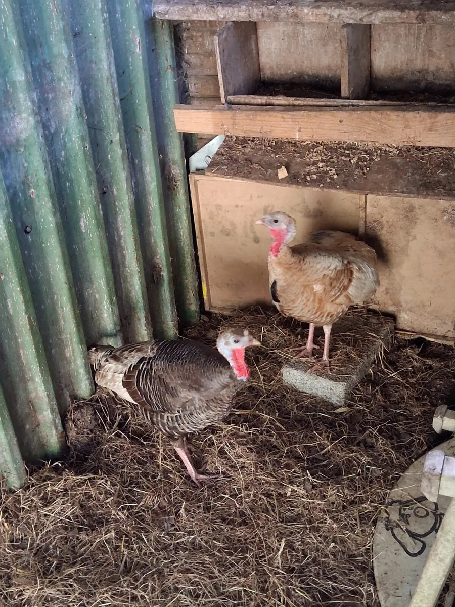 A PAIR OF TURKEYS - Image 1