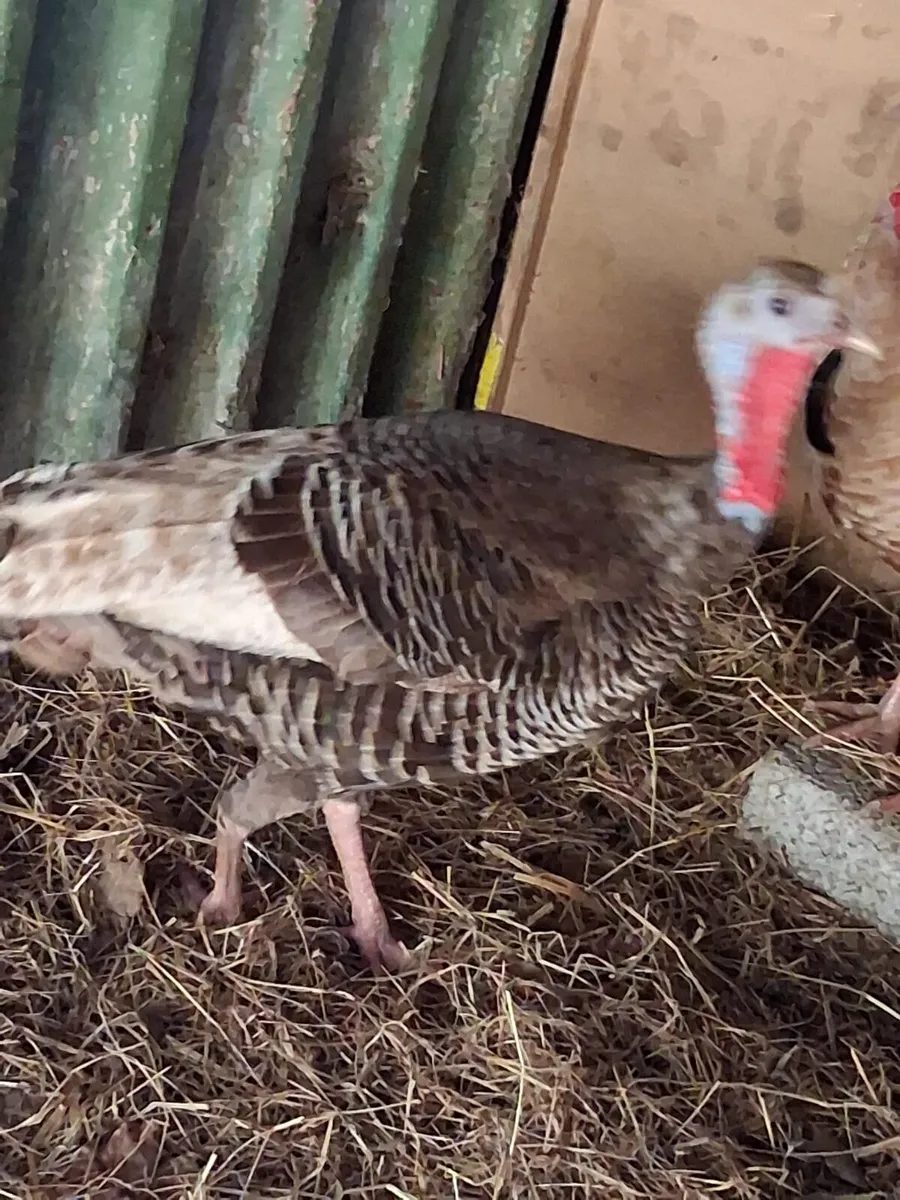 A PAIR OF TURKEYS - Image 2