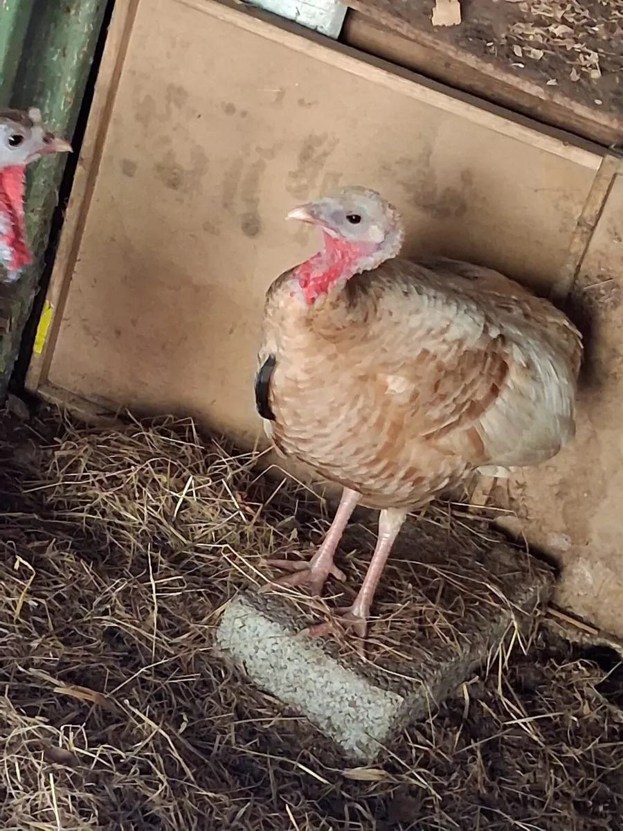 A PAIR OF TURKEYS - Image 3