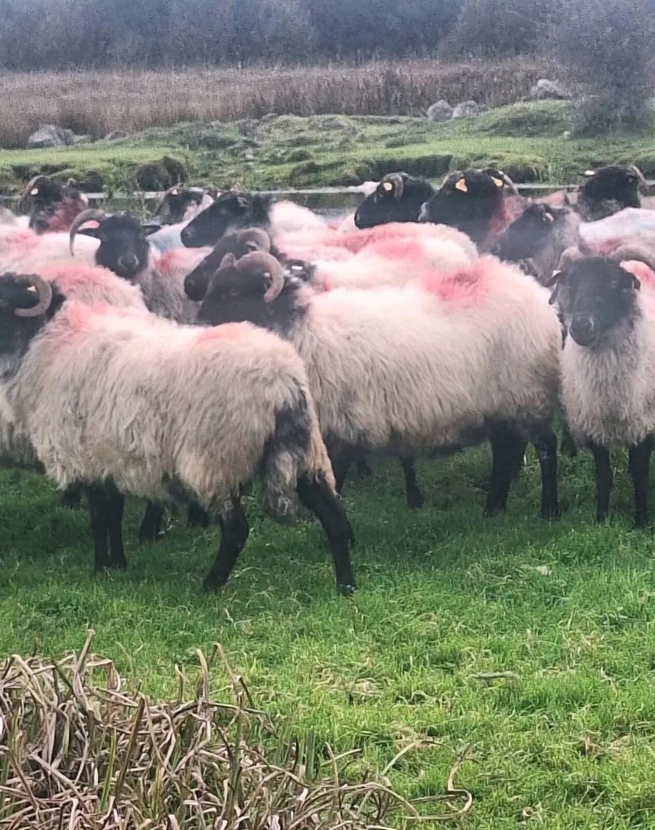 Fresh Full Mouth Horned Ewes - Image 3