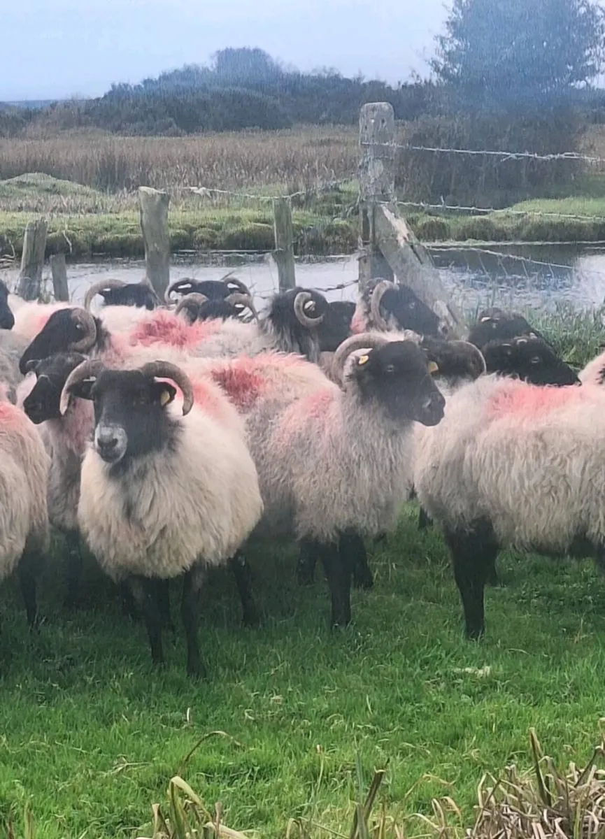 Fresh Full Mouth Horned Ewes - Image 4