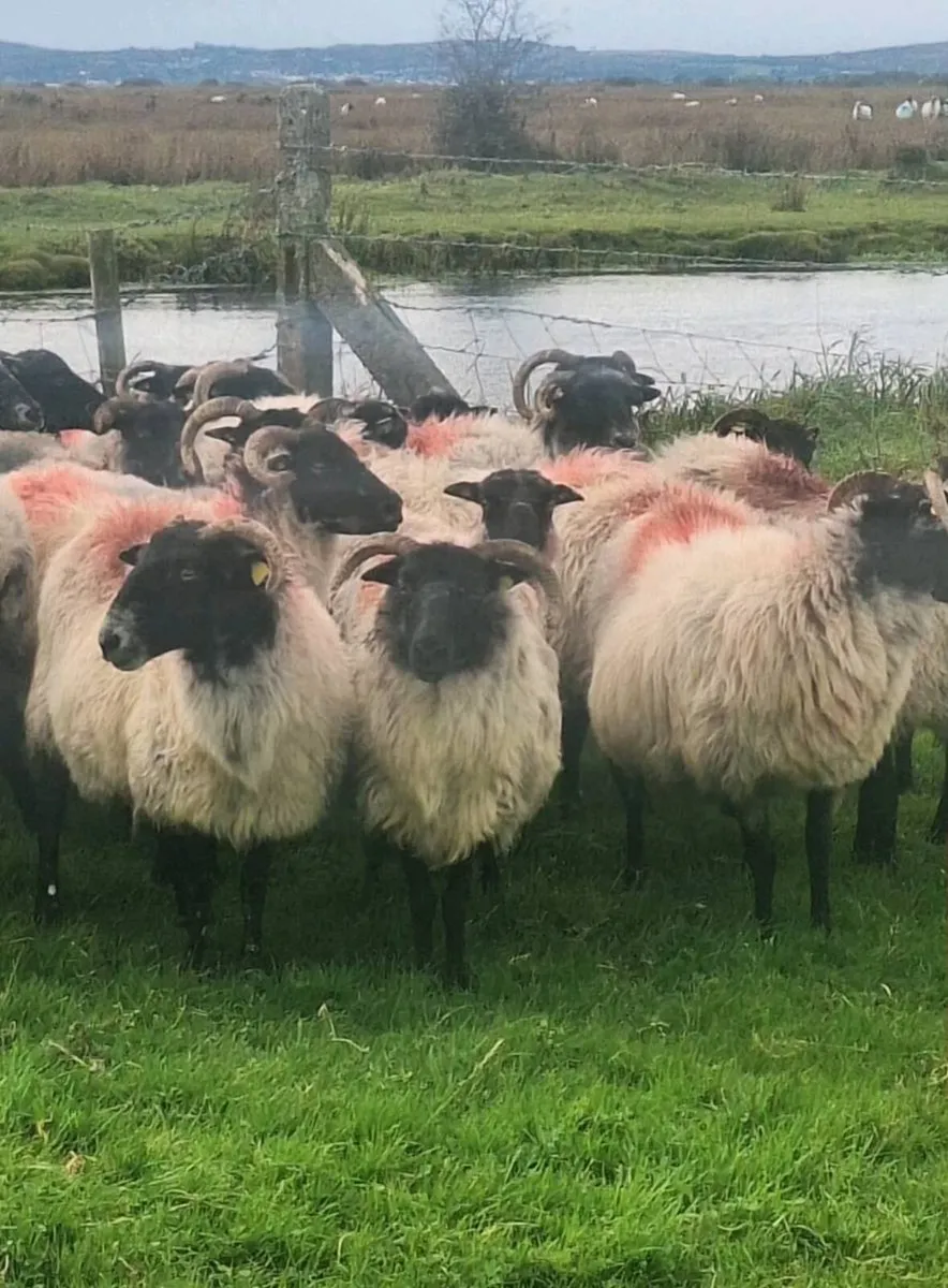 Fresh Full Mouth Horned Ewes - Image 1
