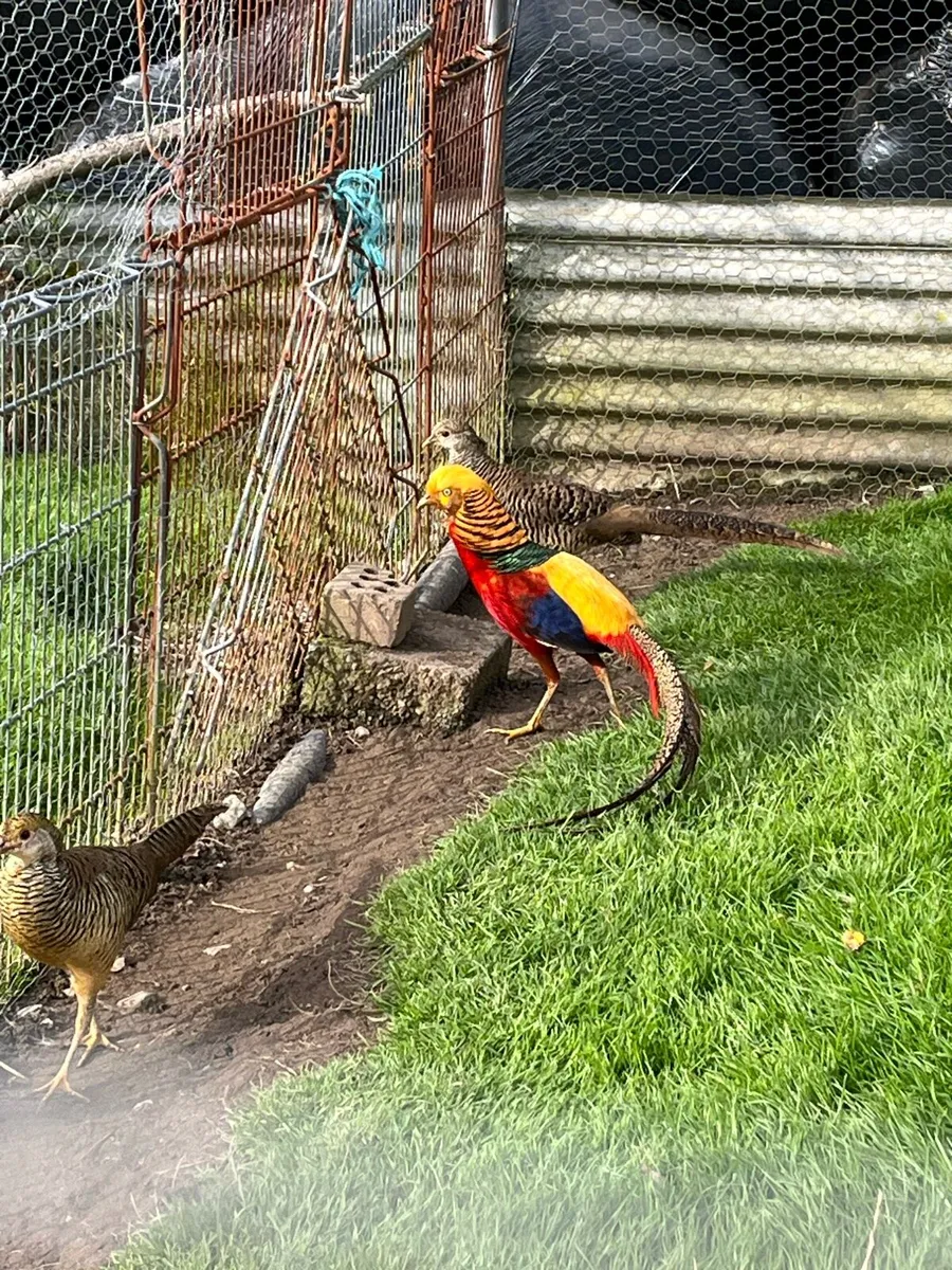 Pheasants - Image 2