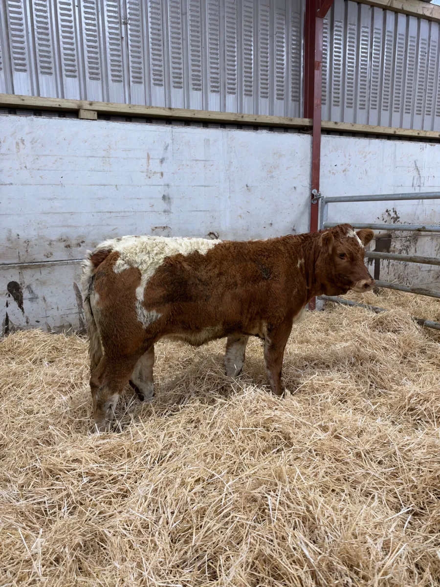 Roaned lim heifer - Image 1