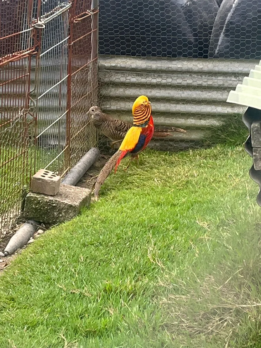 Pheasants - Image 1