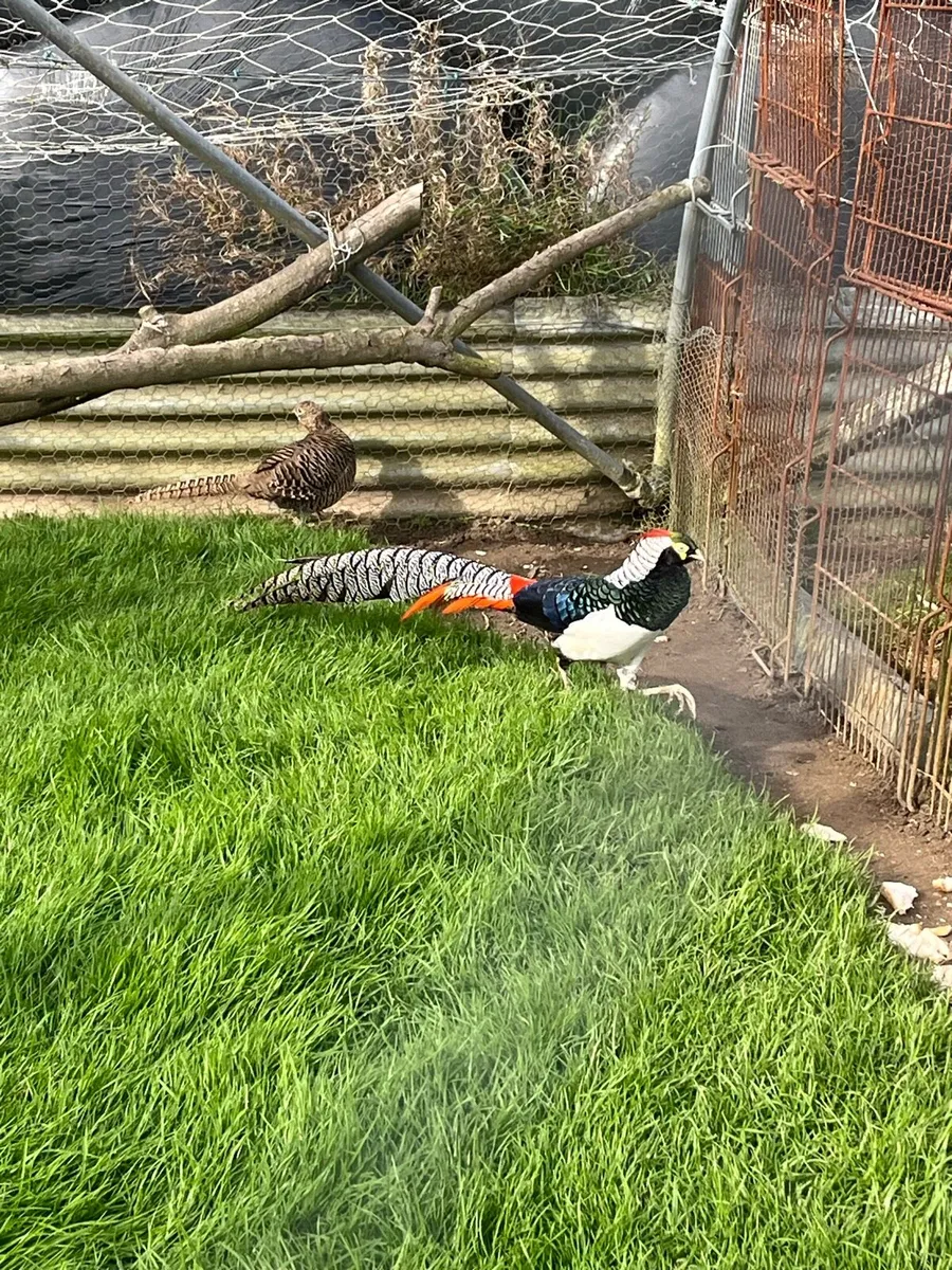 Pheasants - Image 3