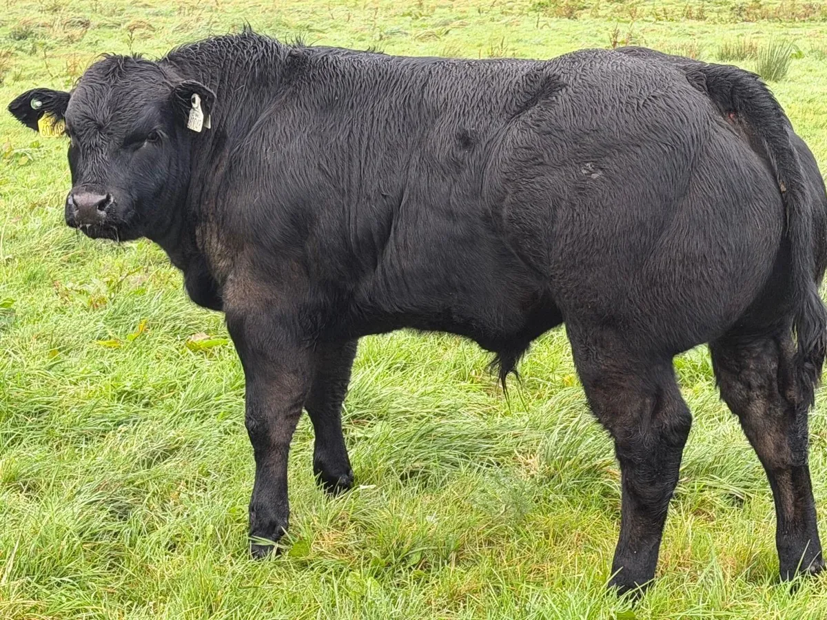 Hybrid Bull For Sale - Image 1