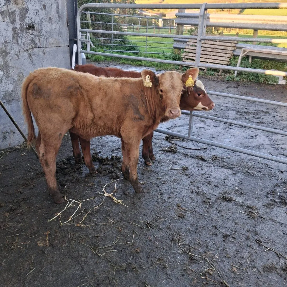 Suckler bred calves for sale - Image 1