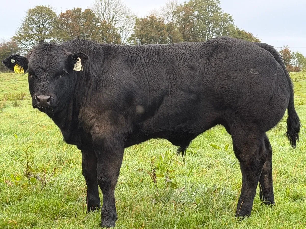 Hybrid Bull For Sale - Image 2