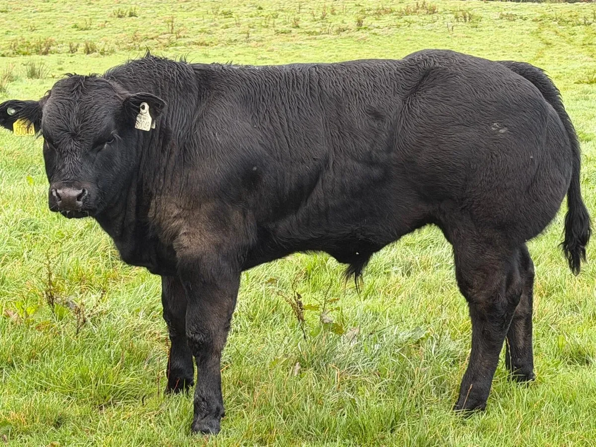 Hybrid Bull For Sale - Image 3
