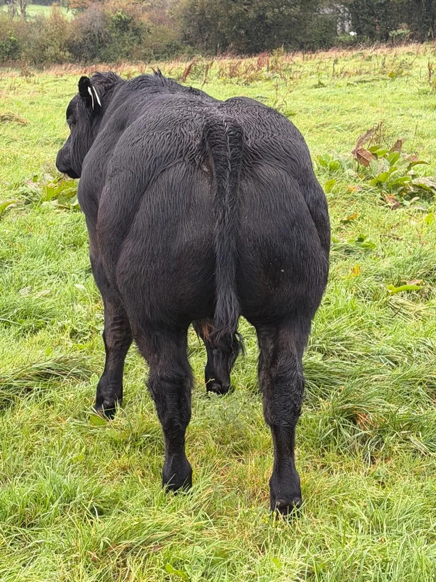 Hybrid Bull For Sale - Image 4