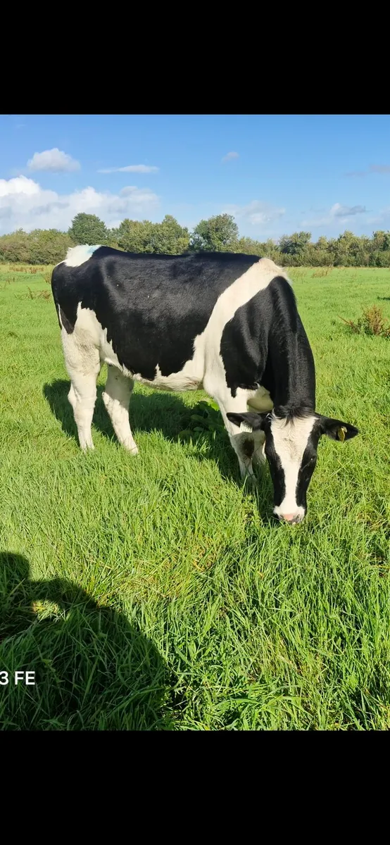 10 High EBI In Calf Heifers - Image 1