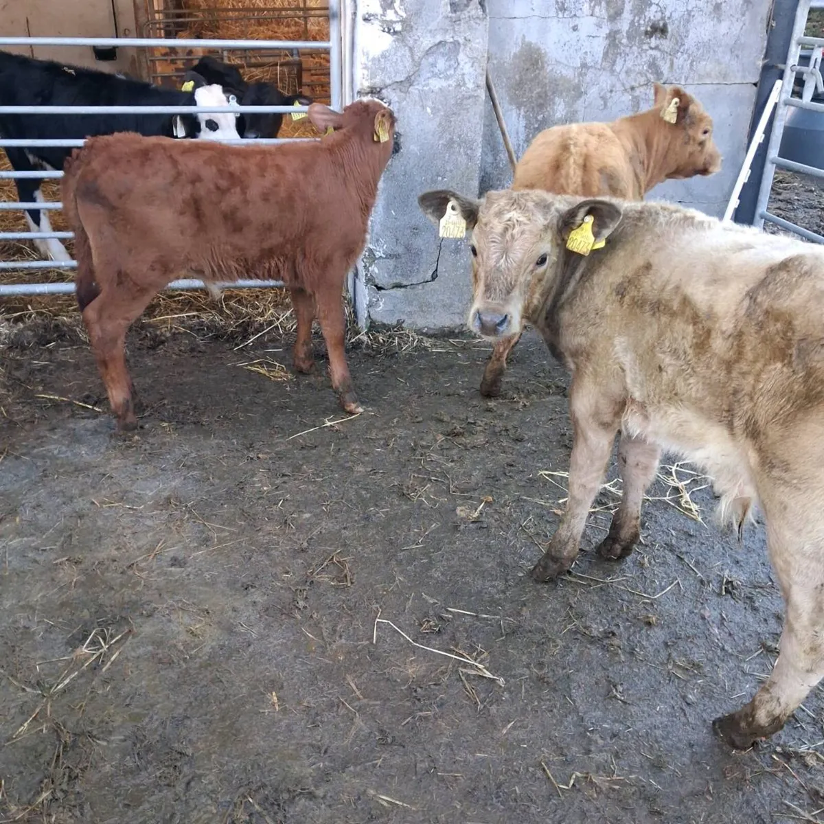 Suckler bred calves for sale - Image 2