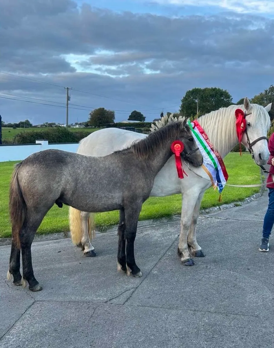 Connemara foal - Image 3